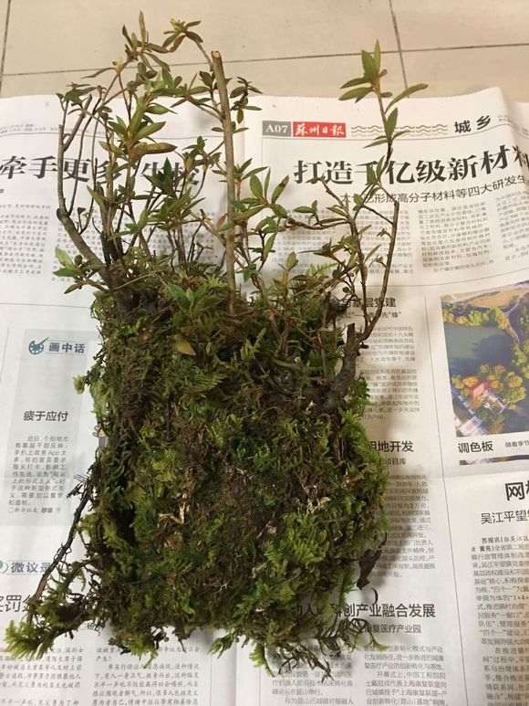图解 杜鹃下山桩怎么封蜡的方法