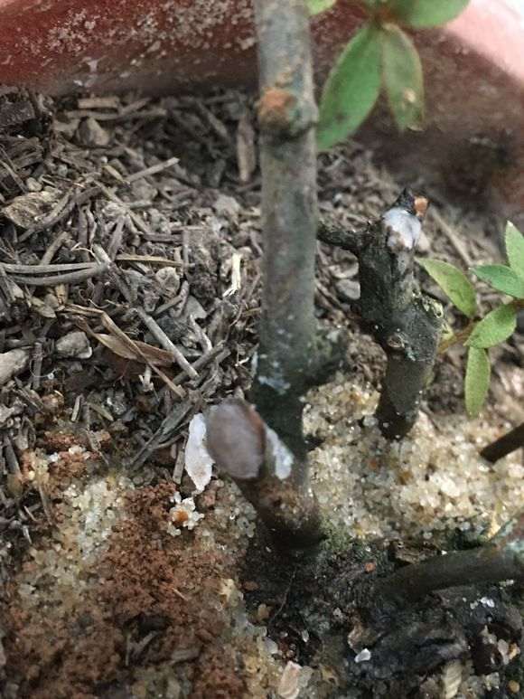杜鹃下山桩怎么封蜡的方法
