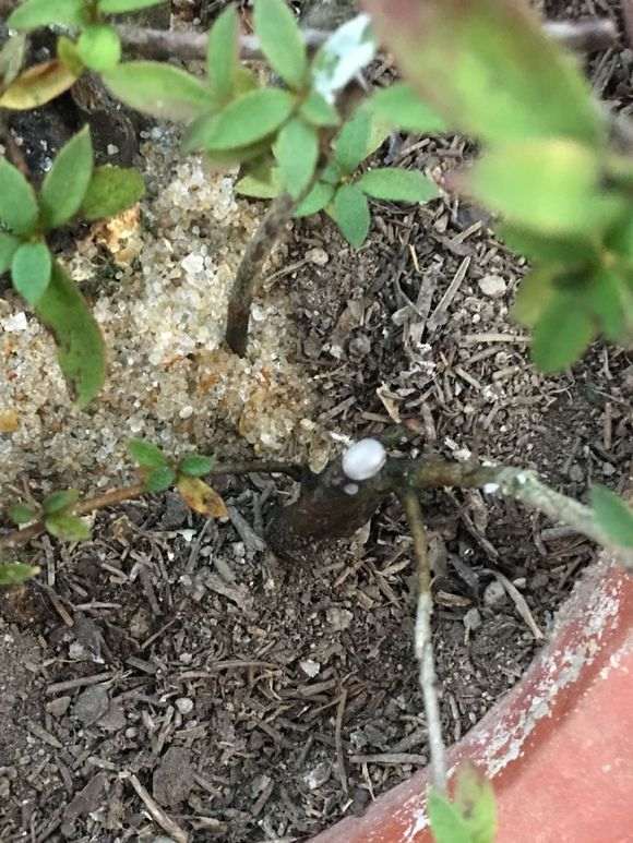 杜鹃下山桩怎么封蜡的方法