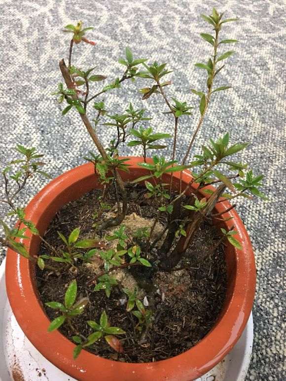 杜鹃下山桩怎么用沙栽种的方法