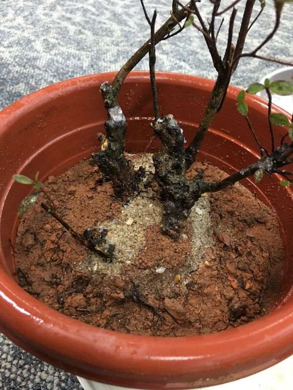 杜鹃下山桩怎么用沙栽种的方法