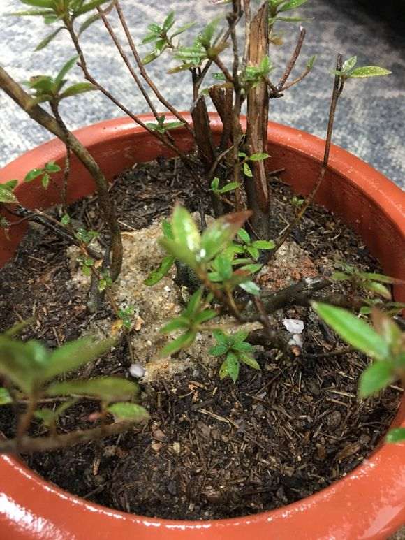 杜鹃下山桩怎么用沙栽种的方法