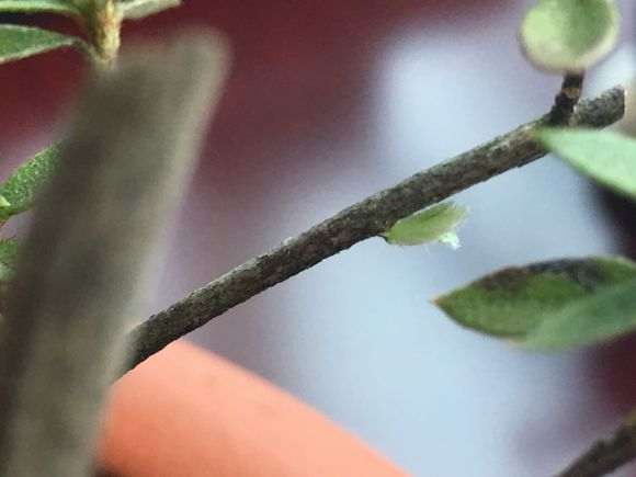 杜鹃下山桩怎么用沙栽种的方法