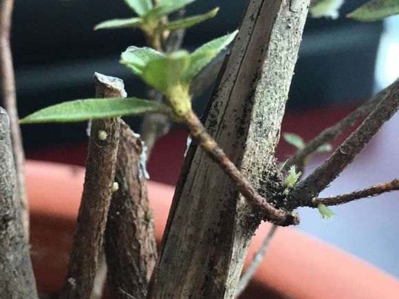 杜鹃下山桩怎么用沙栽种的方法