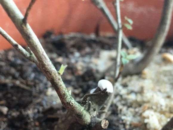 杜鹃下山桩怎么用沙栽种的方法