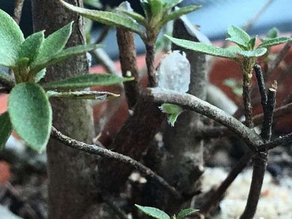 杜鹃下山桩怎么用沙栽种的方法