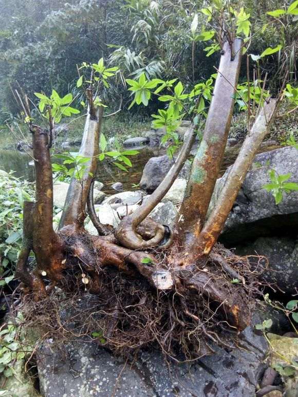 河边挖杜鹃下山桩 很方便 不费力