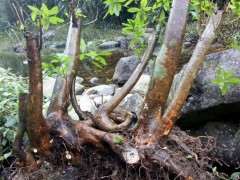 河边挖杜鹃下山桩 很方便 不费力