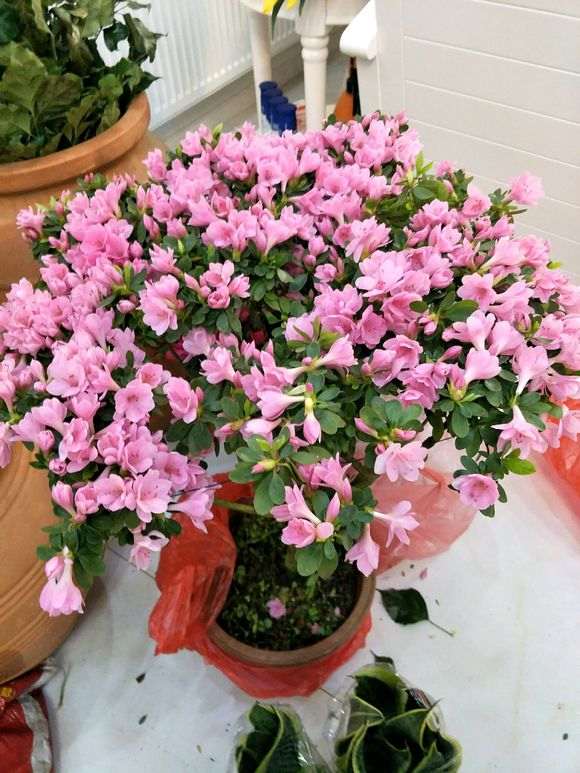 杜鹃下山桩 160元买的 贵吗 图片