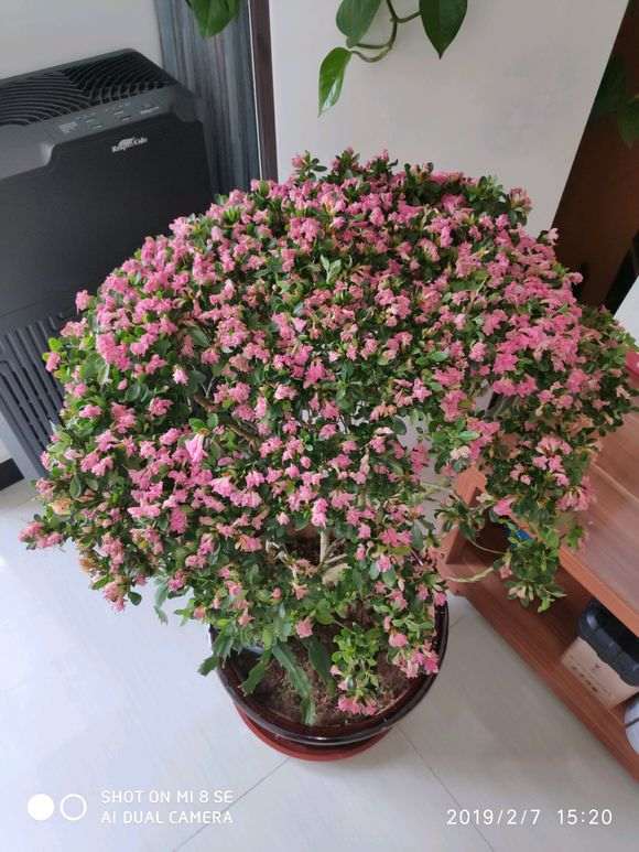 杜鹃下山桩 160元买的 贵吗 图片