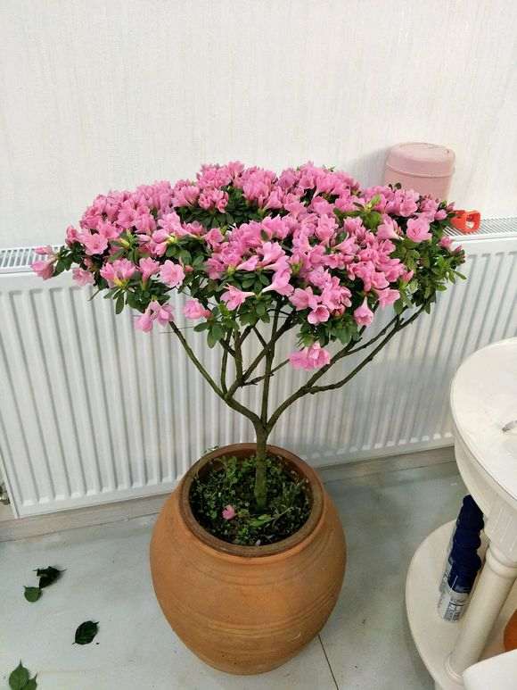 杜鹃下山桩 160元买的 贵吗 图片