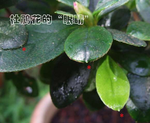 看杜鹃花下山桩的眼睛