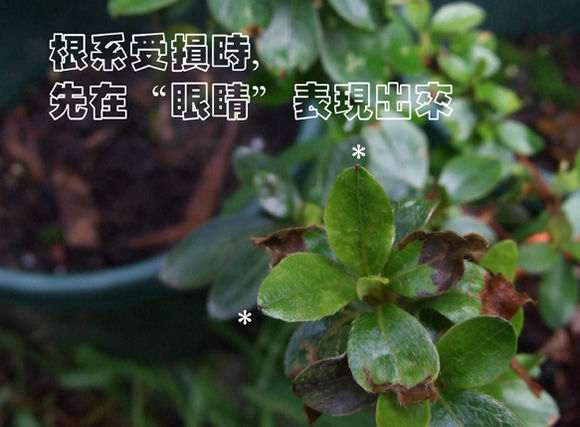 看杜鹃花下山桩的眼睛