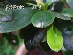 看杜鹃花下山桩的眼睛 图片