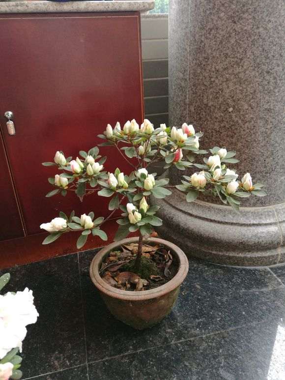 为什么用松针土种植杜鹃下山桩最好