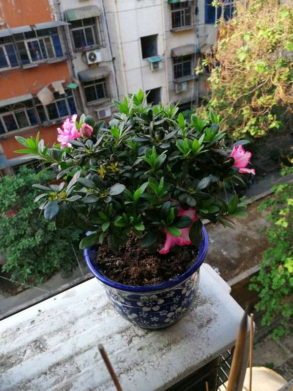 杜鹃下山桩的花苞干了怎么回事 图片