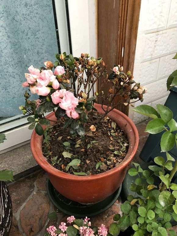 杜鹃下山桩的花苞干了怎么回事 图片