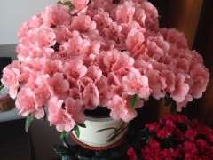 为什么杜鹃下山桩不可以缺水 图片