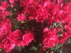 地栽安库杜鹃下山桩有什么特点 图片