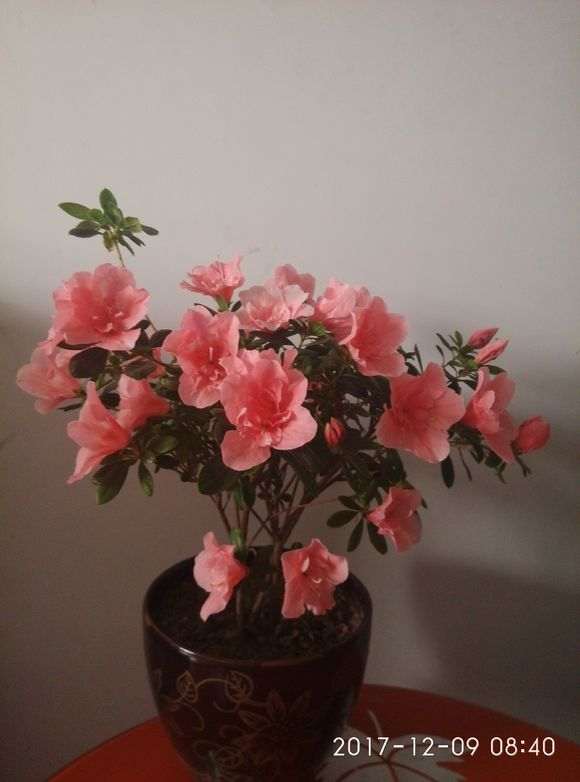 杜鹃下山桩在冬天开花正常吗 图片