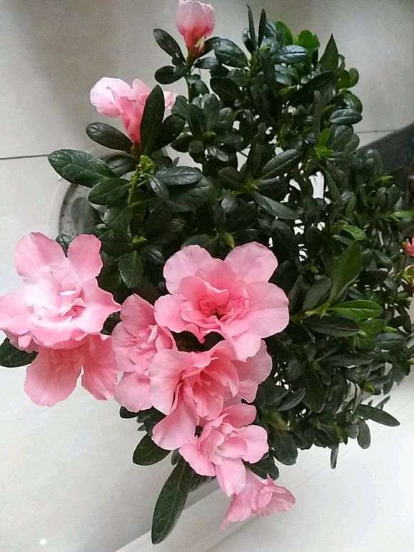 杜鹃下山桩在冬天开花正常吗 图片