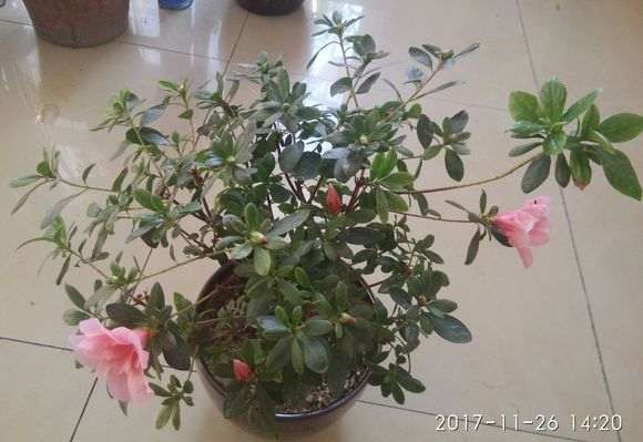杜鹃下山桩在冬天开花正常吗 图片