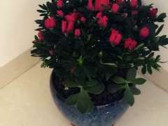 杜鹃下山桩在冬天开花正常吗 图片