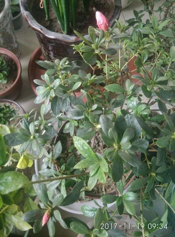 哪个品种杜鹃下山桩开花有香味