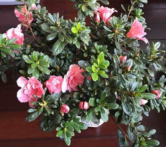 哪个品种杜鹃下山桩开花有香味