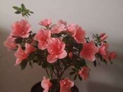 哪个品种杜鹃下山桩开花有香味