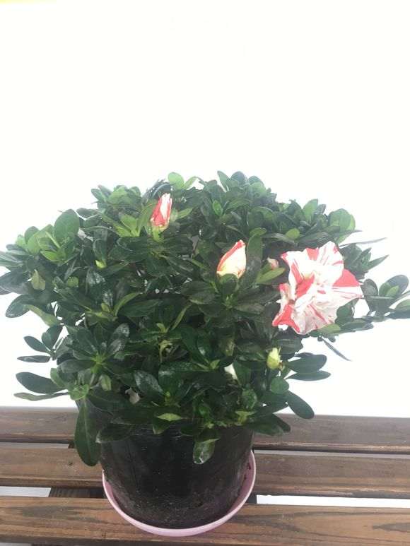 五宝杜鹃下山桩开花了