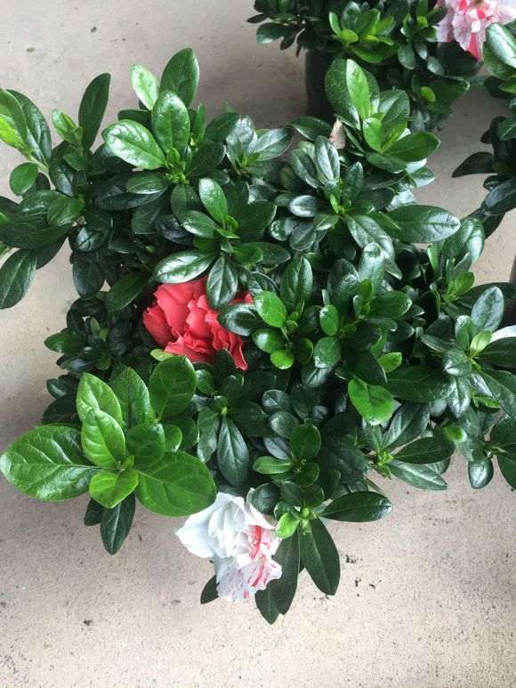 五宝杜鹃下山桩开花了