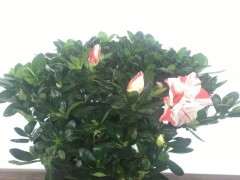 五宝杜鹃下山桩开花了 图片