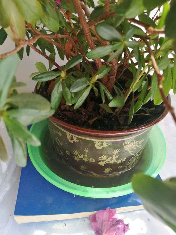 杜鹃下山桩在阳台养护还能开花 图片