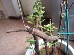 杜鹃下山桩泡着水加上不通风 早晚死掉