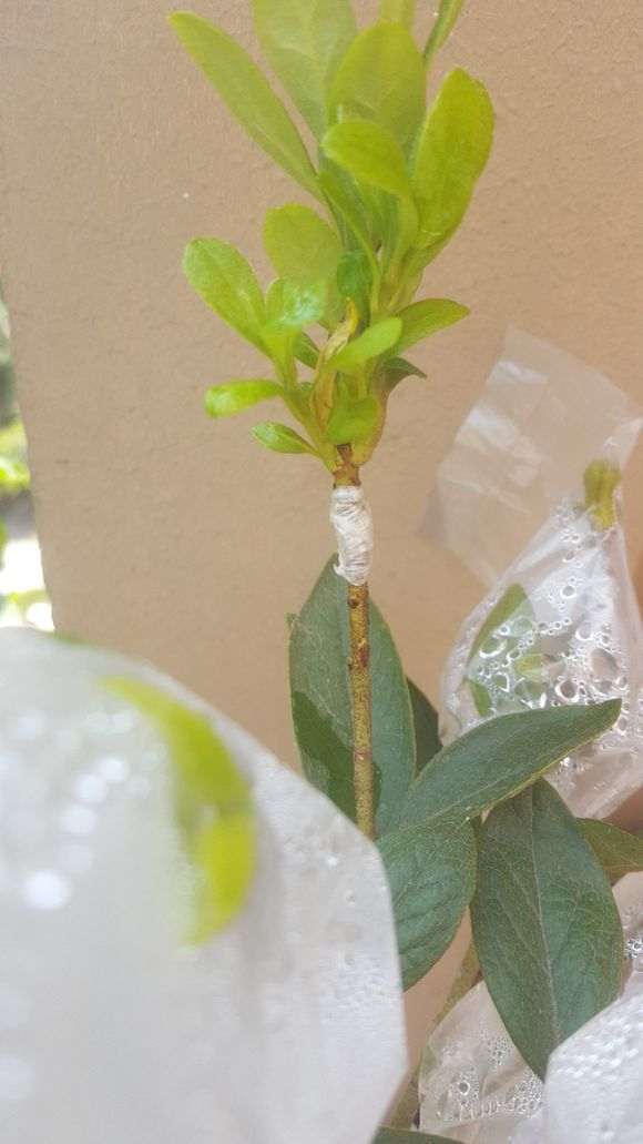 这是什么情况 杜鹃下山桩长花苞了 图片