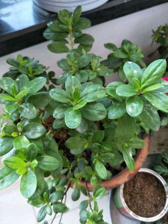 杜鹃下山桩花是不是得了白粉病