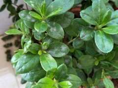 杜鹃下山桩花是不是得了白粉病 图片