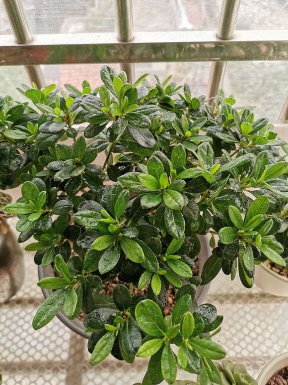 杜鹃下山桩修根换土什么时候最好