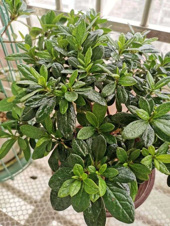 杜鹃下山桩修根换土什么时候最好