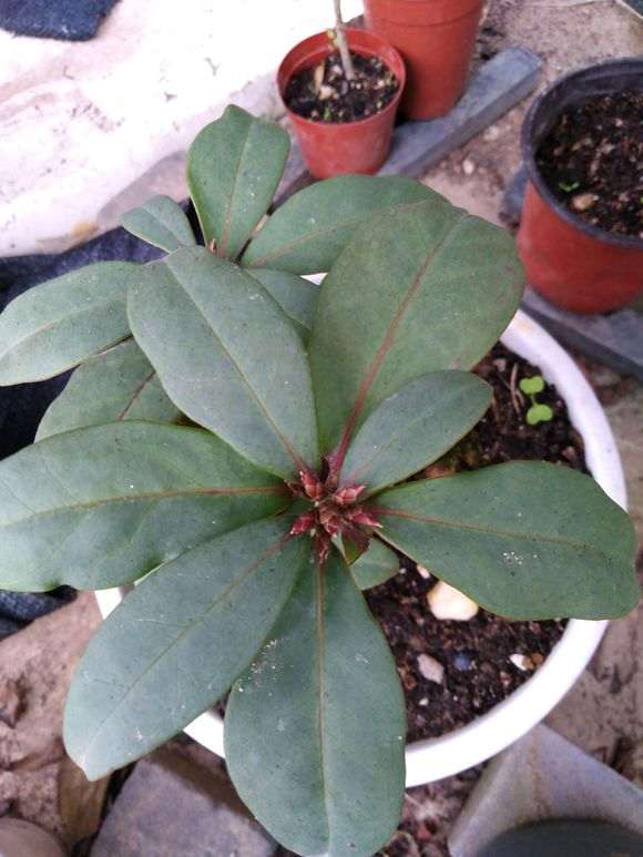 这两种是什么杜鹃下山桩 图片