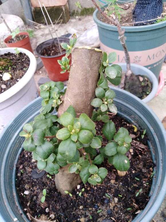 这两种是什么杜鹃下山桩 图片