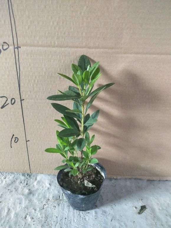 杜鹃下山桩零下几度能冻死 浙江没问题 图片