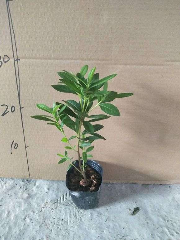 杜鹃下山桩零下几度能冻死 浙江没问题 图片