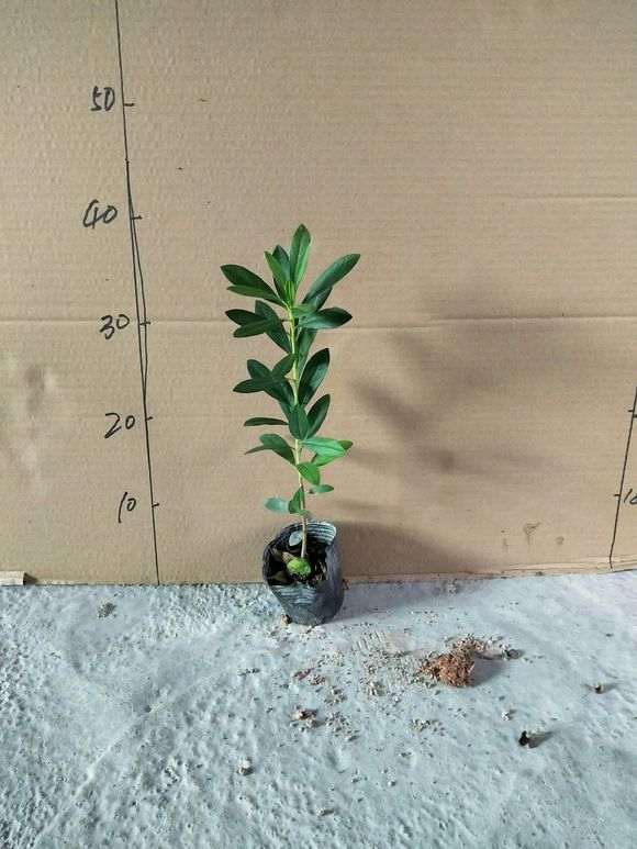 杜鹃下山桩零下几度能冻死 浙江没问题 图片