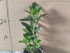 杜鹃下山桩零下几度能冻死 浙江没问题 图片