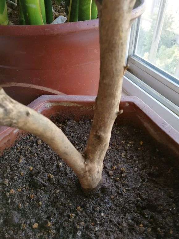 毛鹃下山桩买回来就嫁接 不用等发芽吗