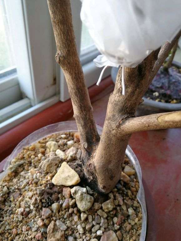 毛鹃下山桩买回来就嫁接 不用等发芽吗