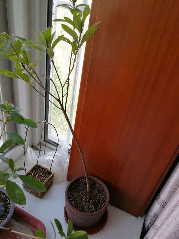 毛鹃下山桩买回来就嫁接 不用等发芽吗