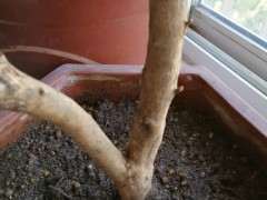 毛鹃下山桩买回来就嫁接 不用等发芽吗